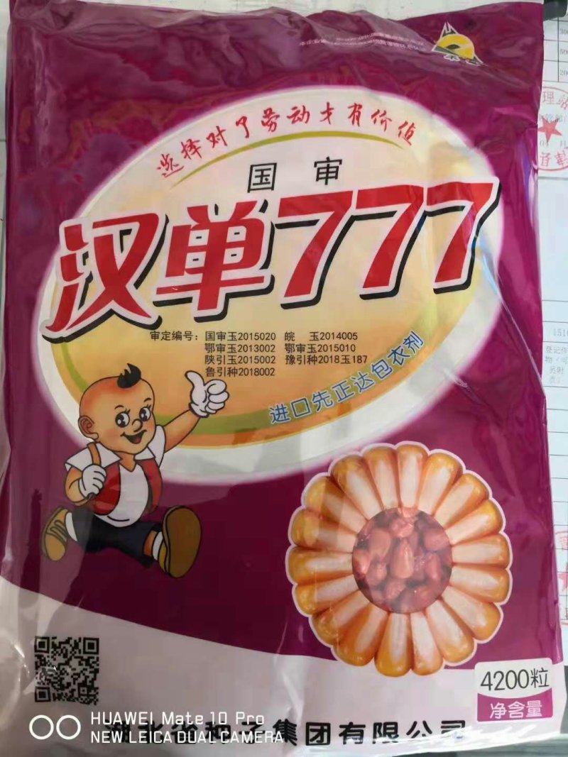 玉米种子
