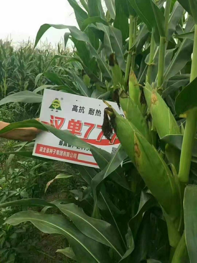玉米种子