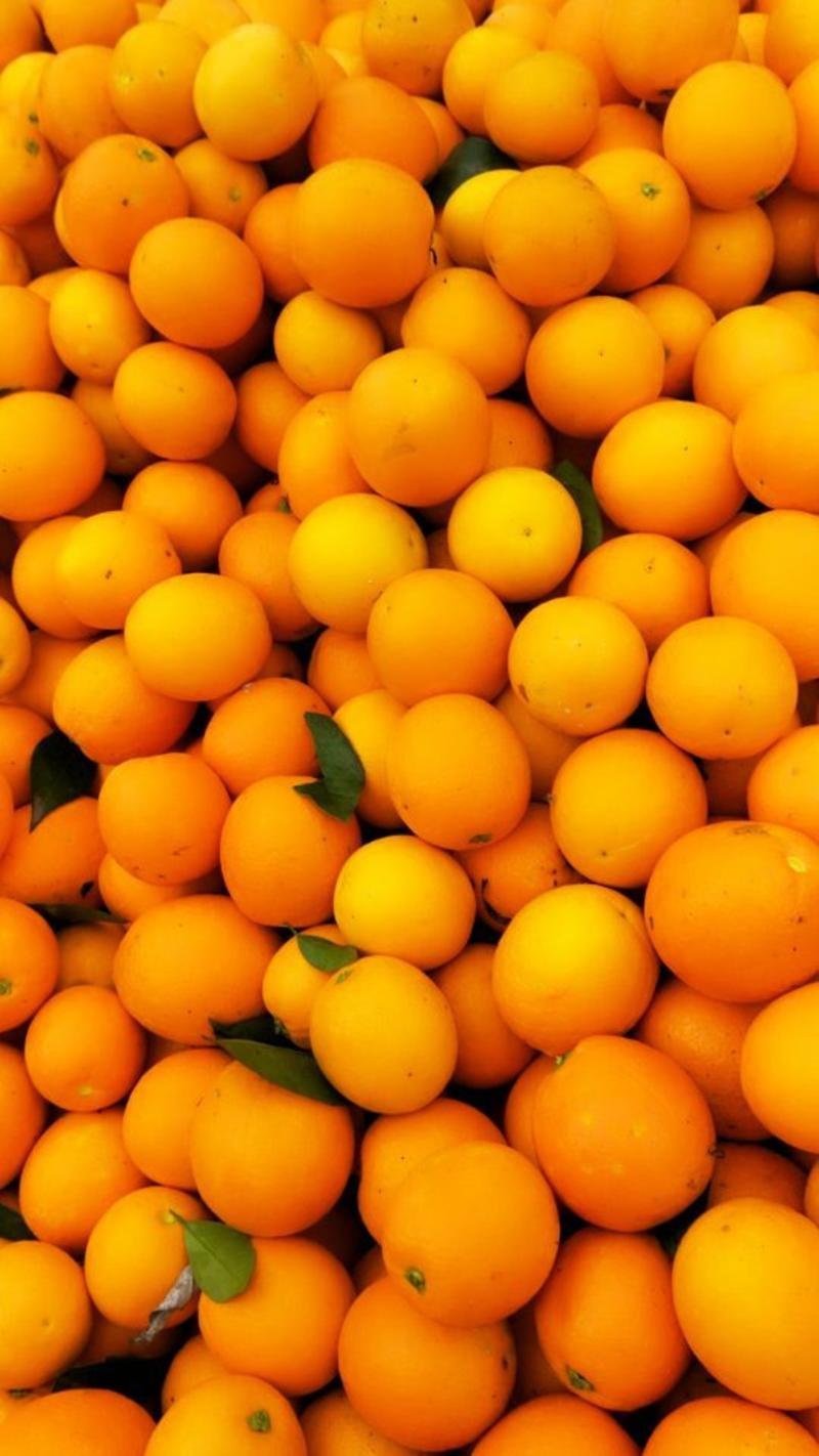 推荐秭归中华红雪橙大量上市口感甜果面好，提供洗果包产地