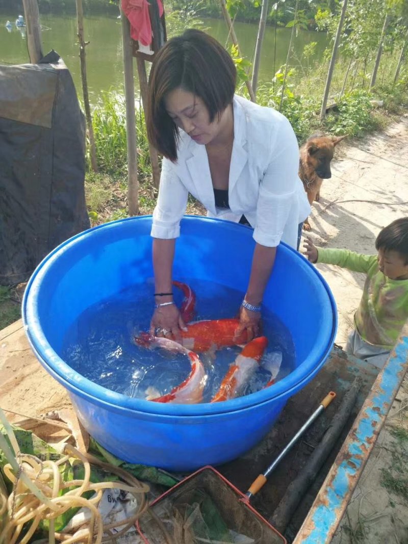 观赏鱼类
