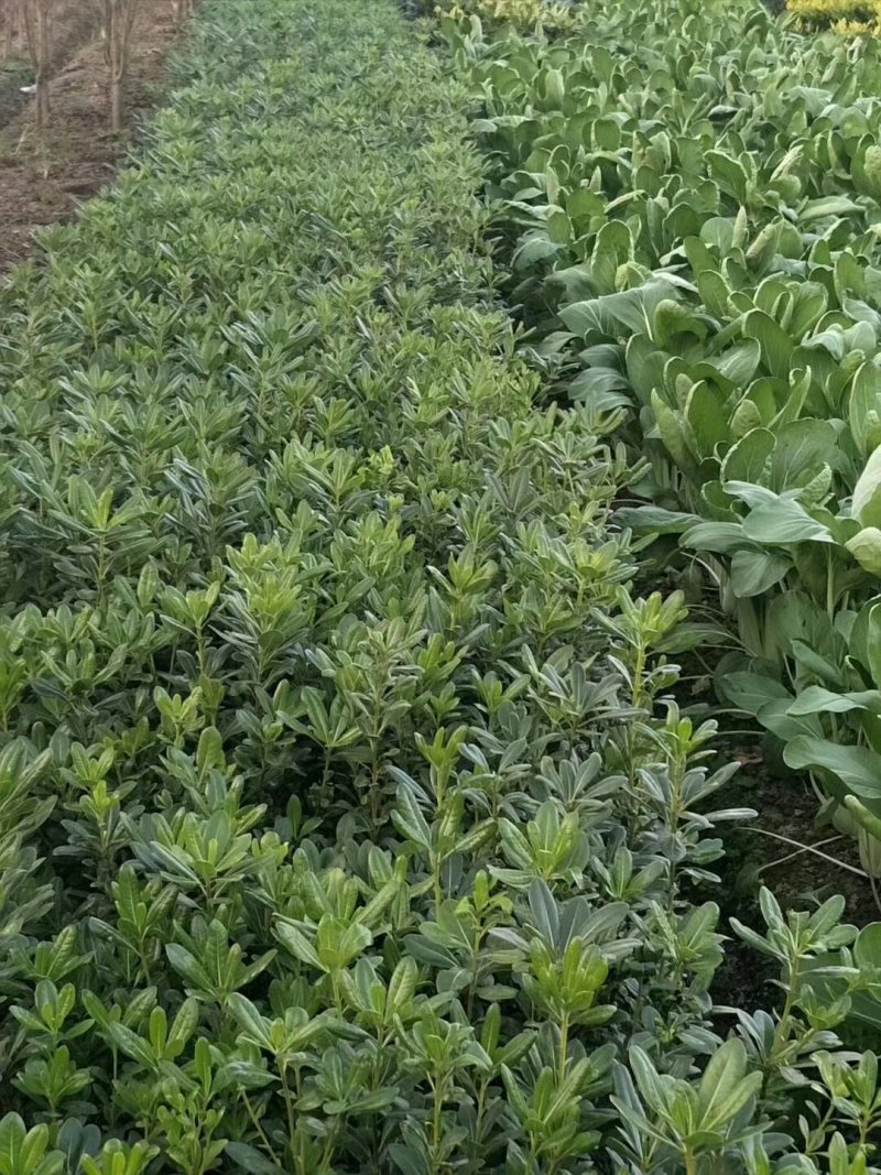 苗圃直销红叶小檗红叶小檗小苗红叶小檗工程苗