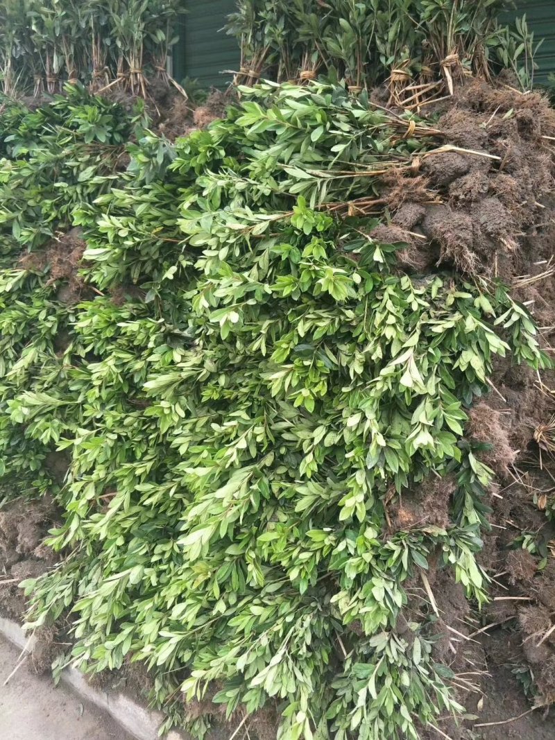 苗圃直销红叶小檗红叶小檗小苗红叶小檗工程苗