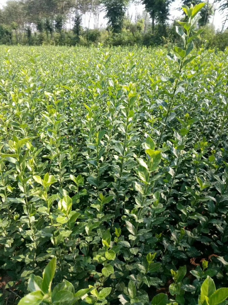 苗圃直销红叶小檗红叶小檗小苗红叶小檗工程苗
