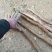 河北垆土铁棍山药红斑山药河南焦作温县铁棍一样供应水沟旱沟