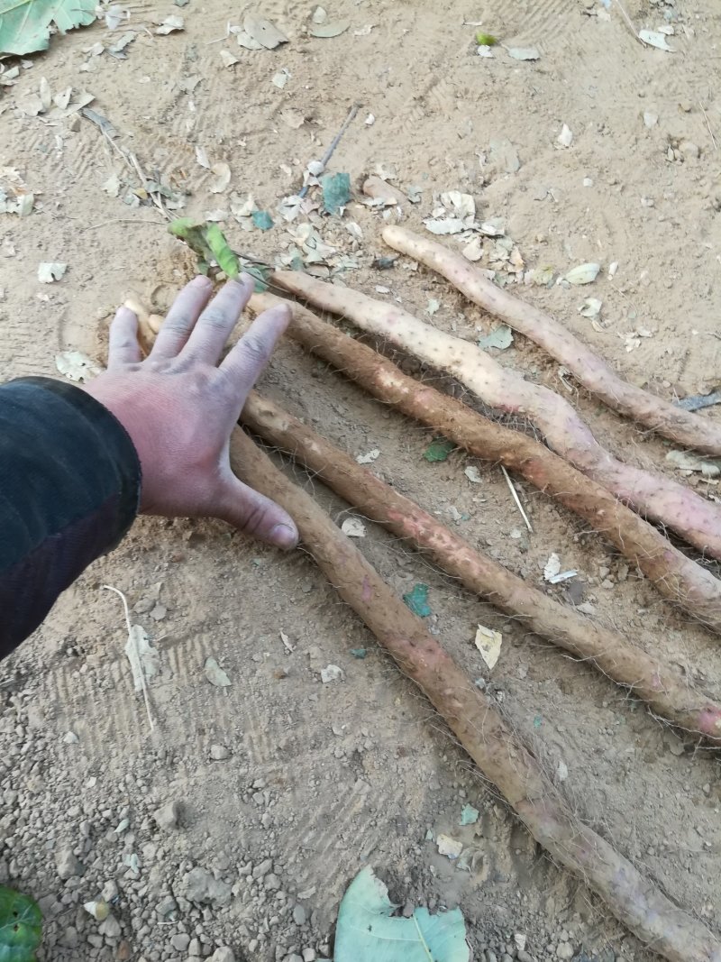 河北垆土铁棍山药红斑山药河南焦作温县铁棍一样供应水沟旱沟