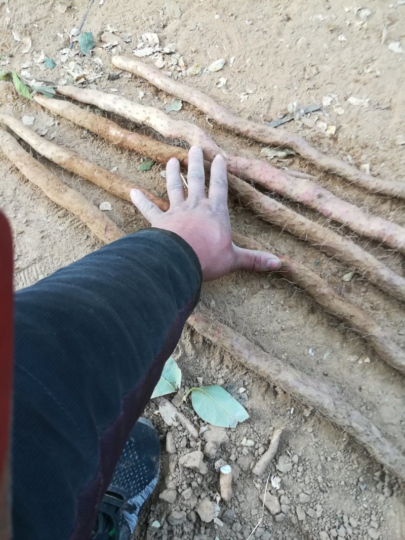 河北垆土铁棍山药红斑山药河南焦作温县铁棍一样供应水沟旱沟