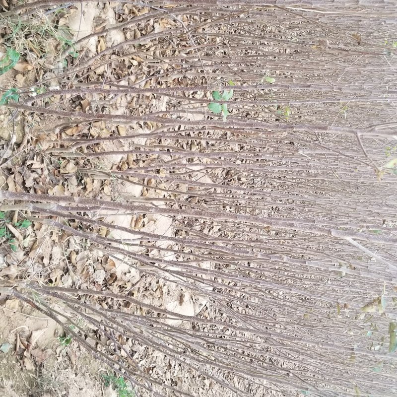 供苹果苗木