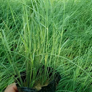 粉黛乱子草