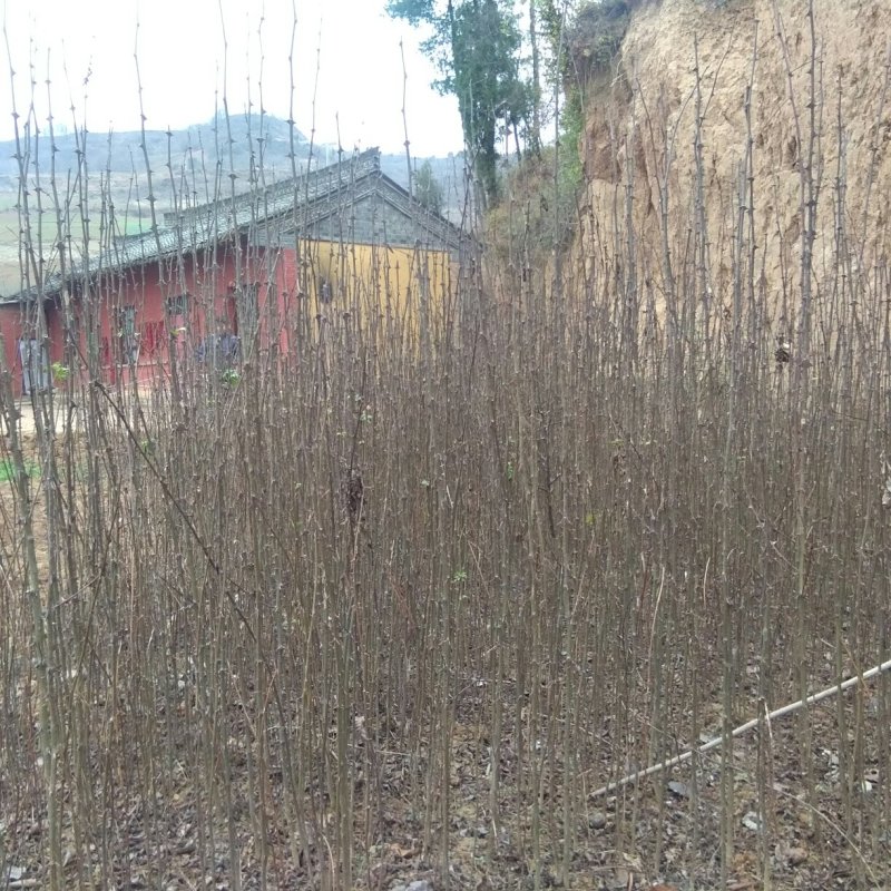核桃苗2~3年150~200cm