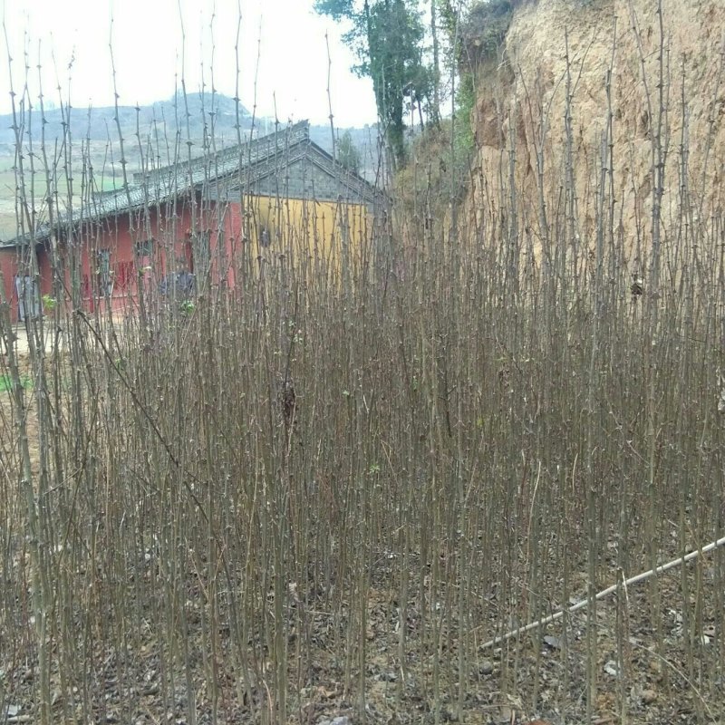 核桃苗2~3年150~200cm