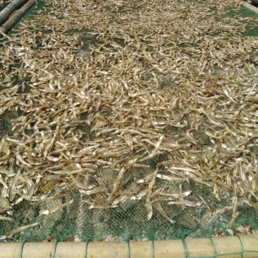 深海小鱼干，白凡鱼（海燕鱼）