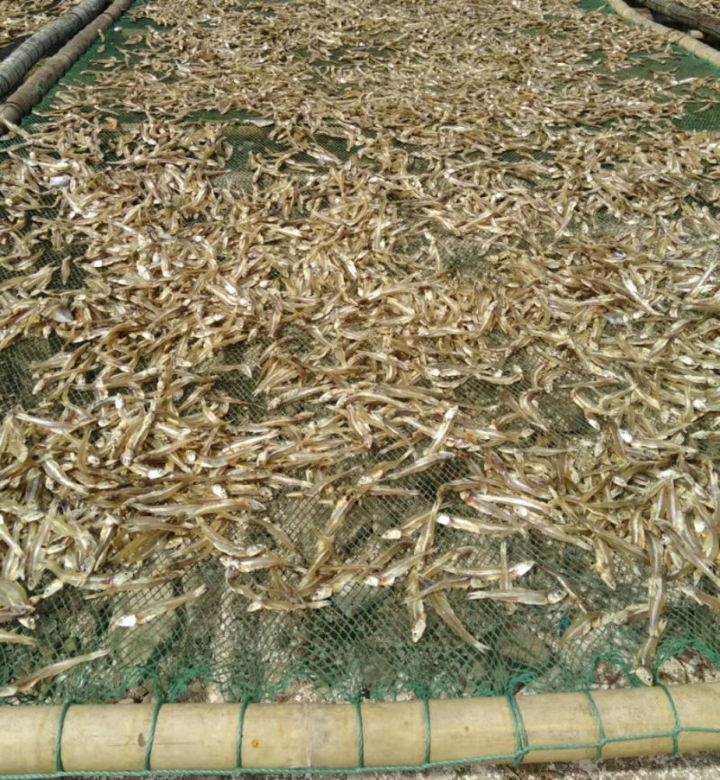 深海小鱼干，白凡鱼（海燕鱼）