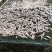 深海小鱼干，白凡鱼（海燕鱼）