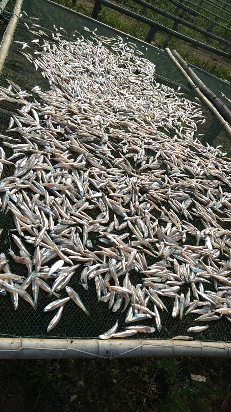 深海小鱼干，白凡鱼（海燕鱼）