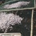 深海小鱼干，白凡鱼（海燕鱼）
