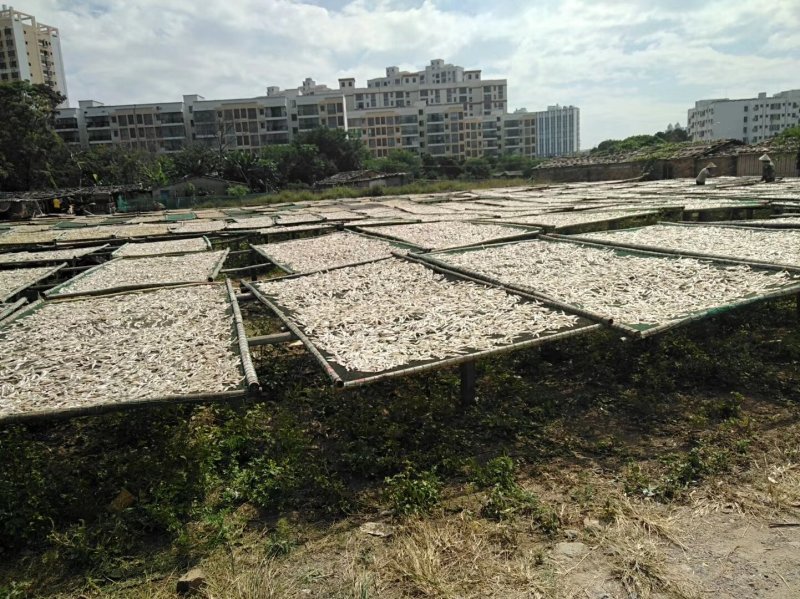 深海小鱼干，白凡鱼（海燕鱼）