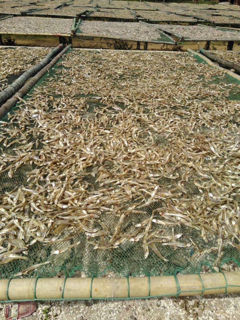 深海小鱼干，白凡鱼（海燕鱼）