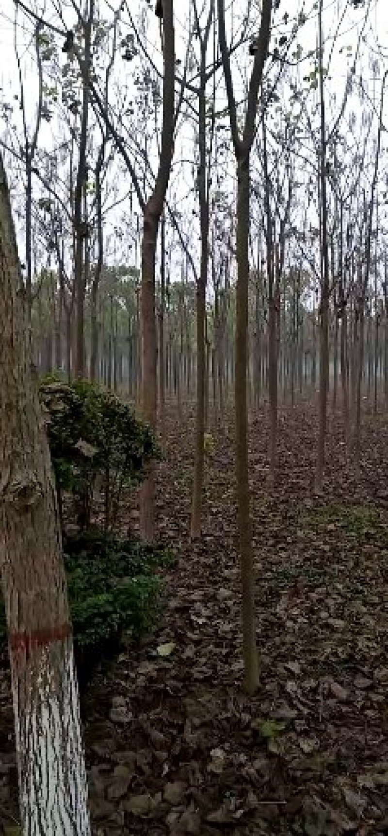 楸树楸树苗