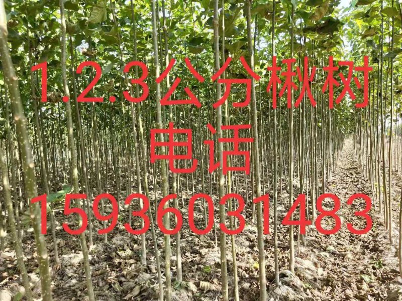 楸树楸树苗
