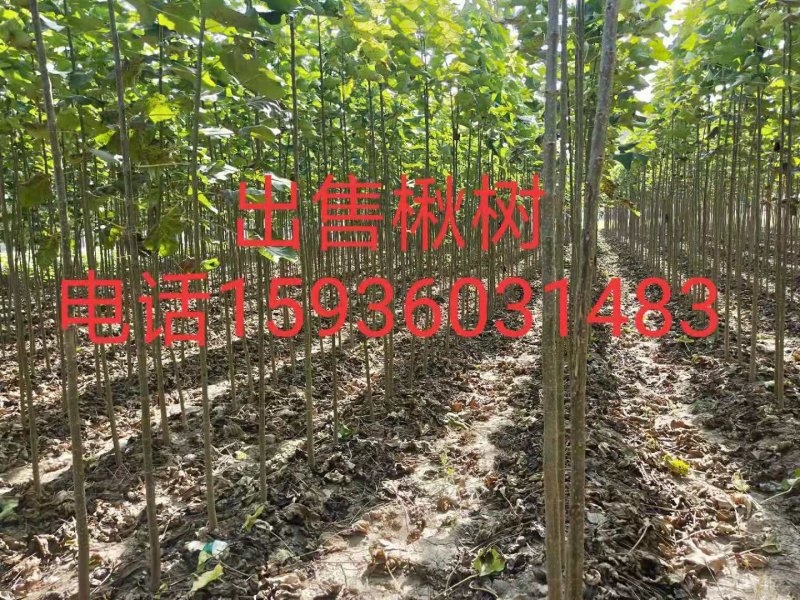 楸树楸树苗