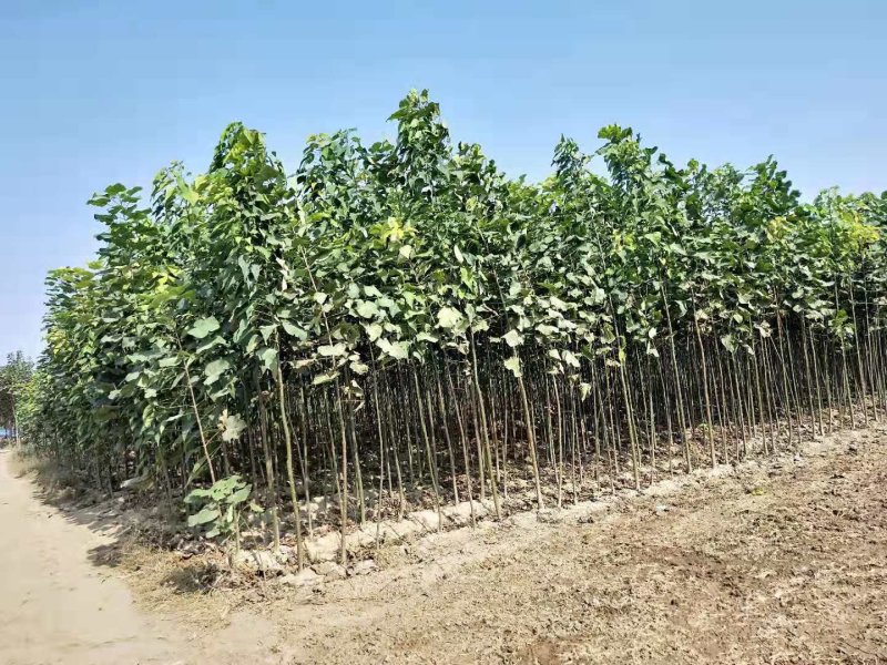 楸树楸树苗