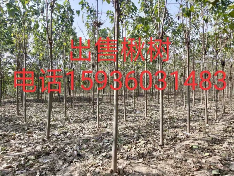 楸树楸树苗