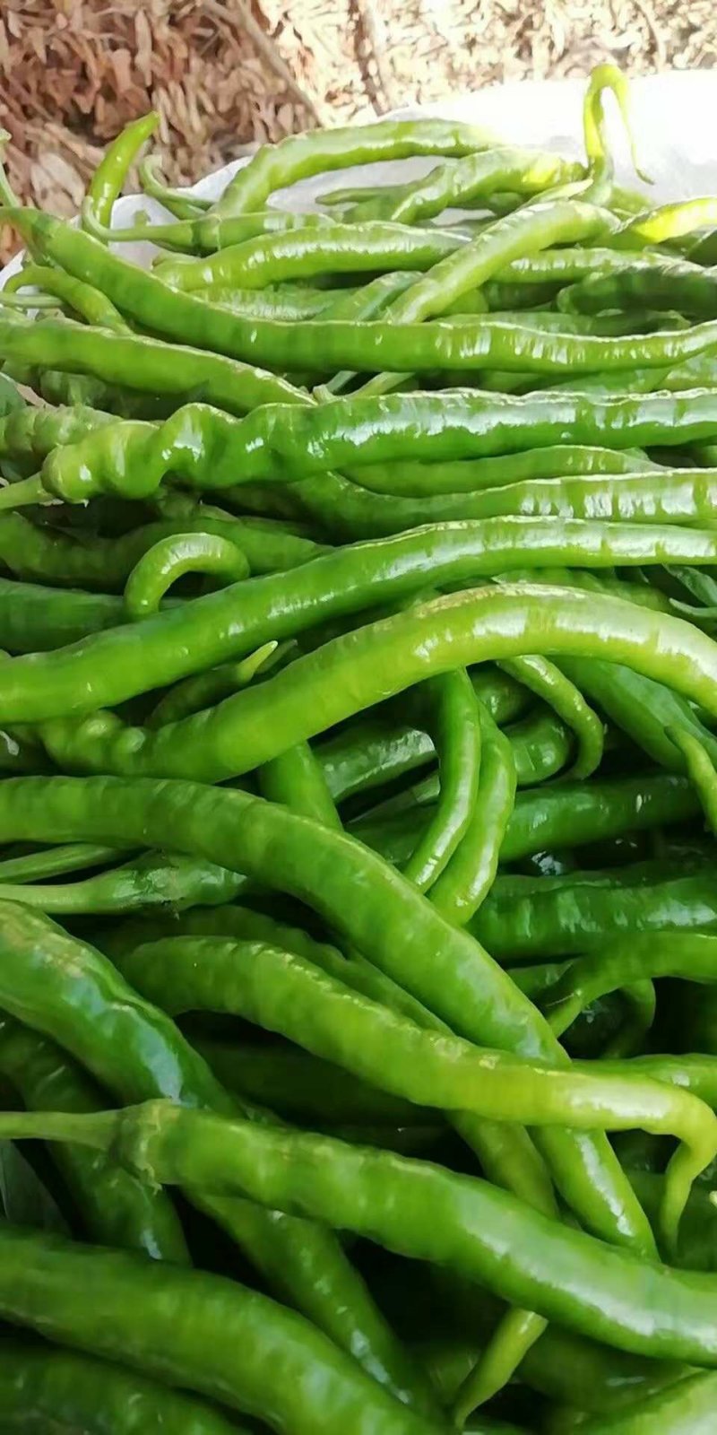 茄子，辣子