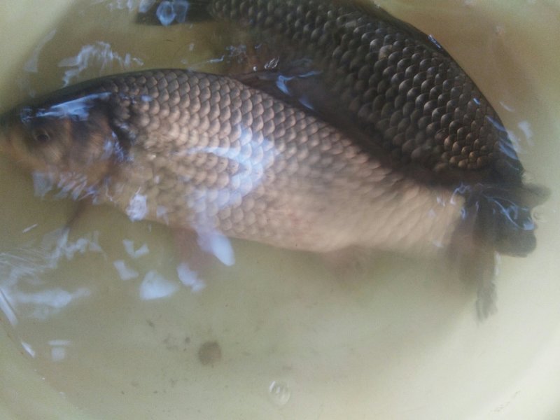 彭泽鲫
