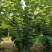 紫荆