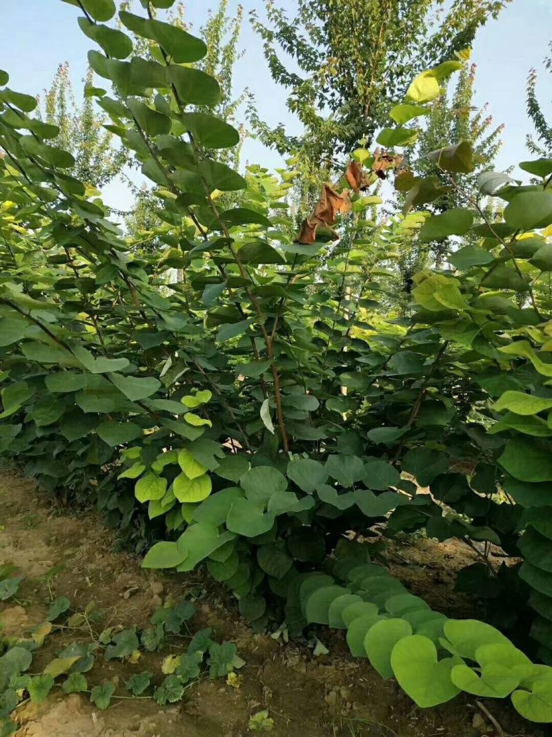 紫荆