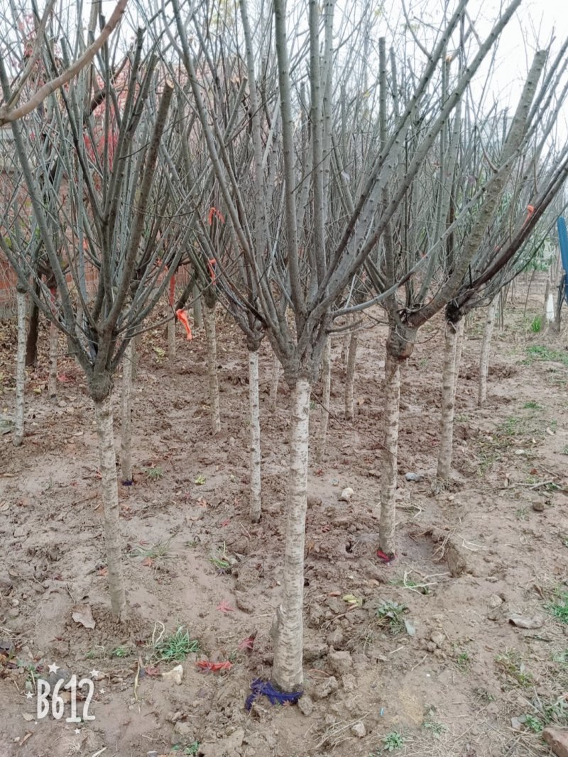 【美人梅】梅花树🌲庭院盆栽一手货源来电详谈