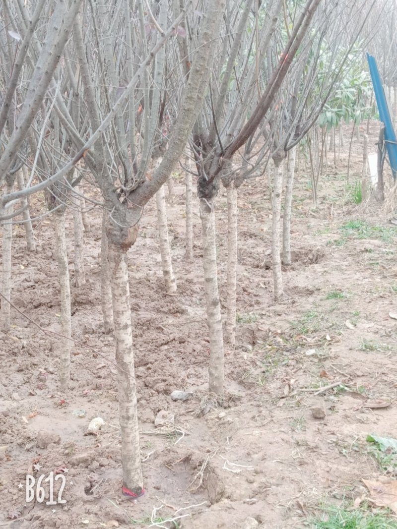 【美人梅】梅花树🌲庭院盆栽一手货源来电详谈