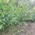 红瑞木