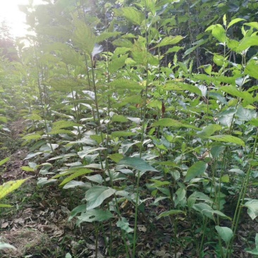 红瑞木