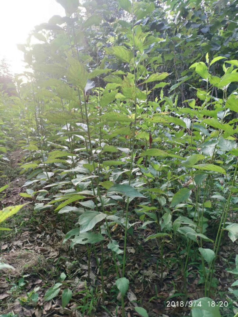 红瑞木