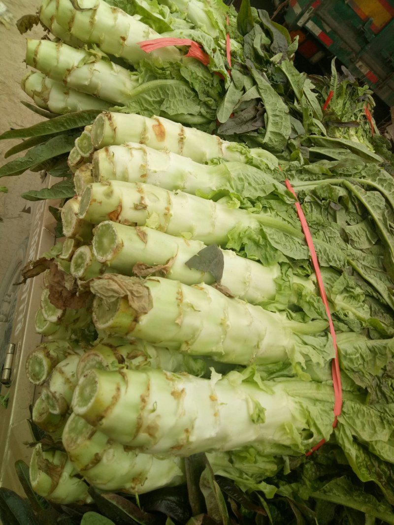 大棚莴苣10月大量上市供应，欢迎市场，超市客户来采购