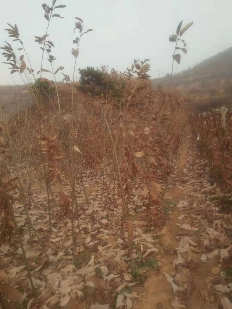 成品板栗苗栗子苗。大红袍板栗苗。包技术指导成品苗