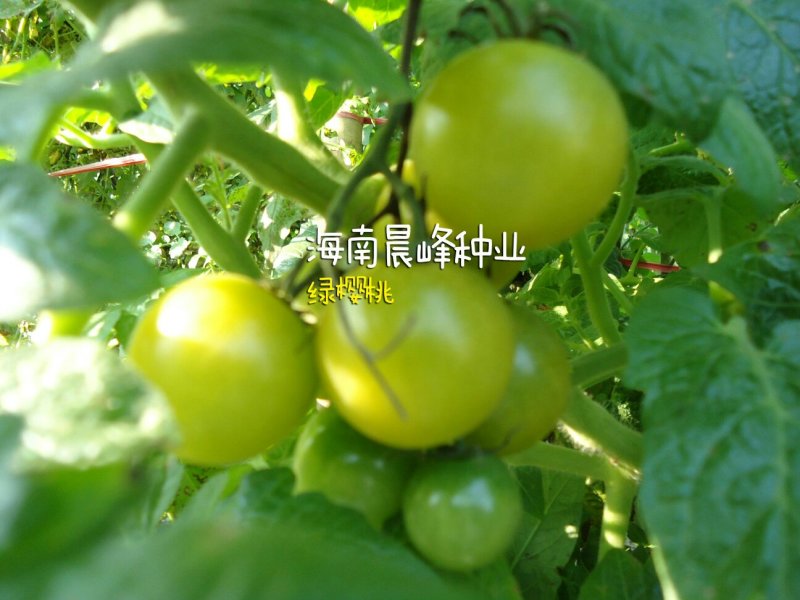 翡翠绿樱桃番茄种子，高甜度12度以，高硬度，高抗TY病毒