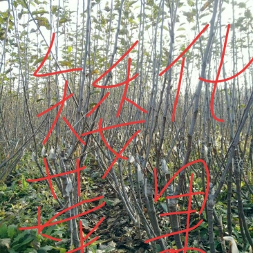 矮化苹果树苗，0.8至1公分的
