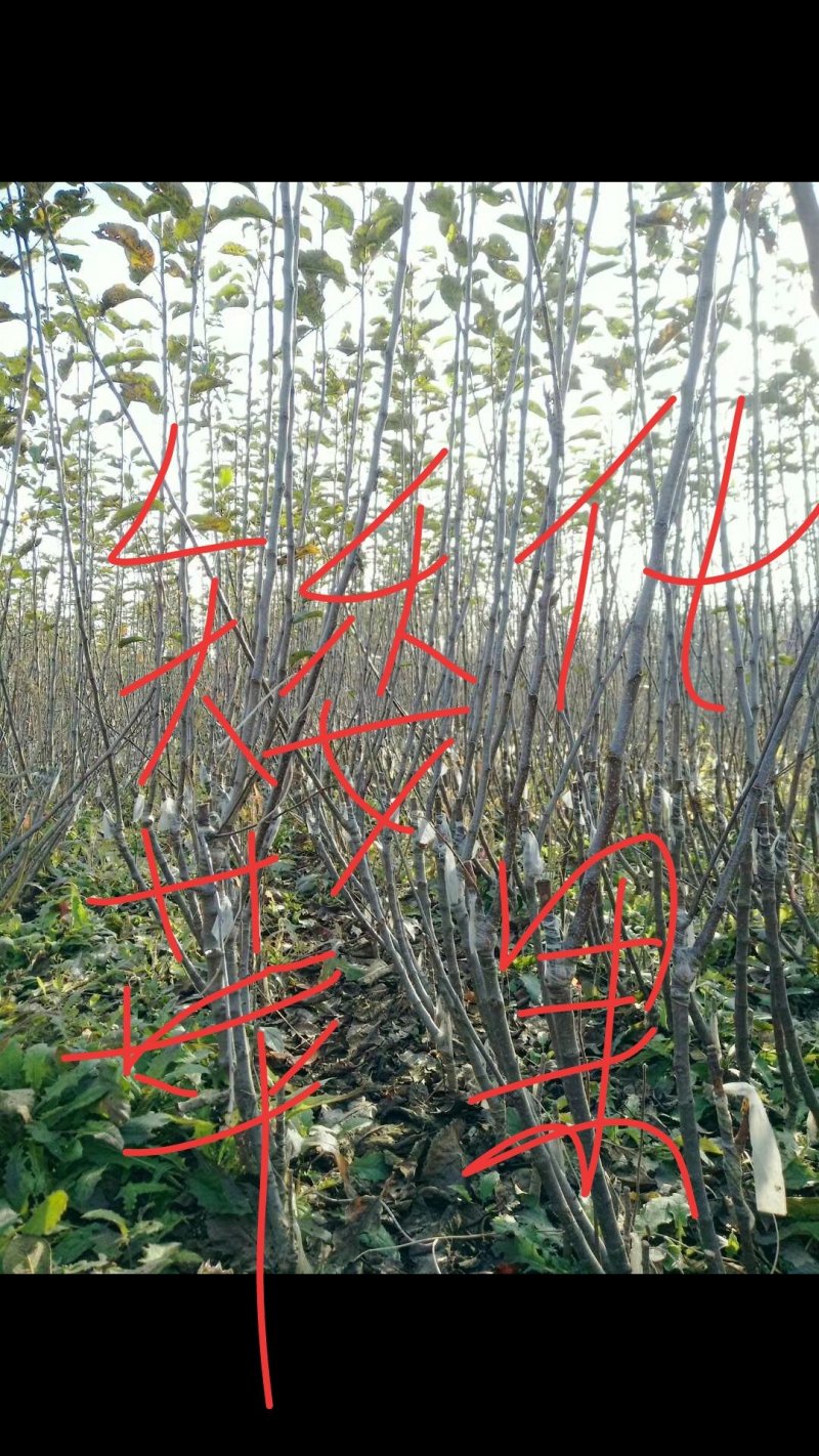 矮化苹果树苗，0.8至1公分的