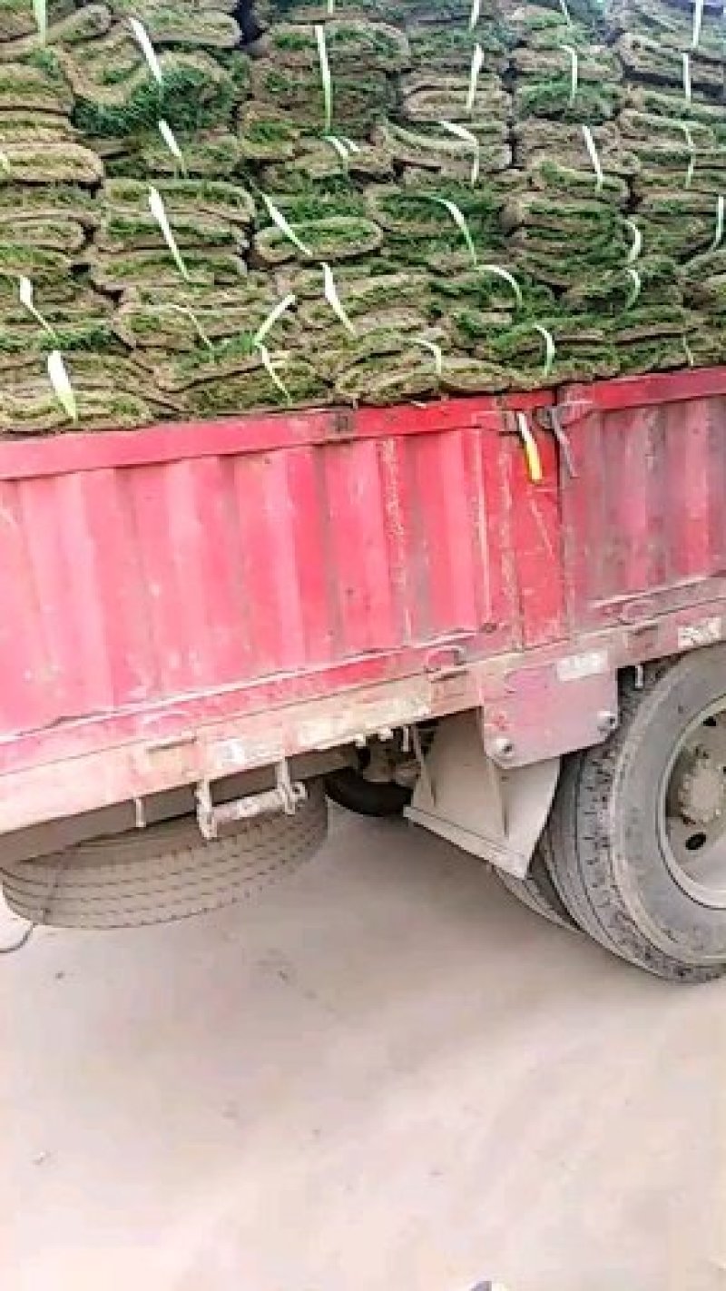 绿化苗木今天上海客户走货中草坪一车