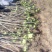 无花果苗波姬红无花果苗南北种植基地精选精心育苗