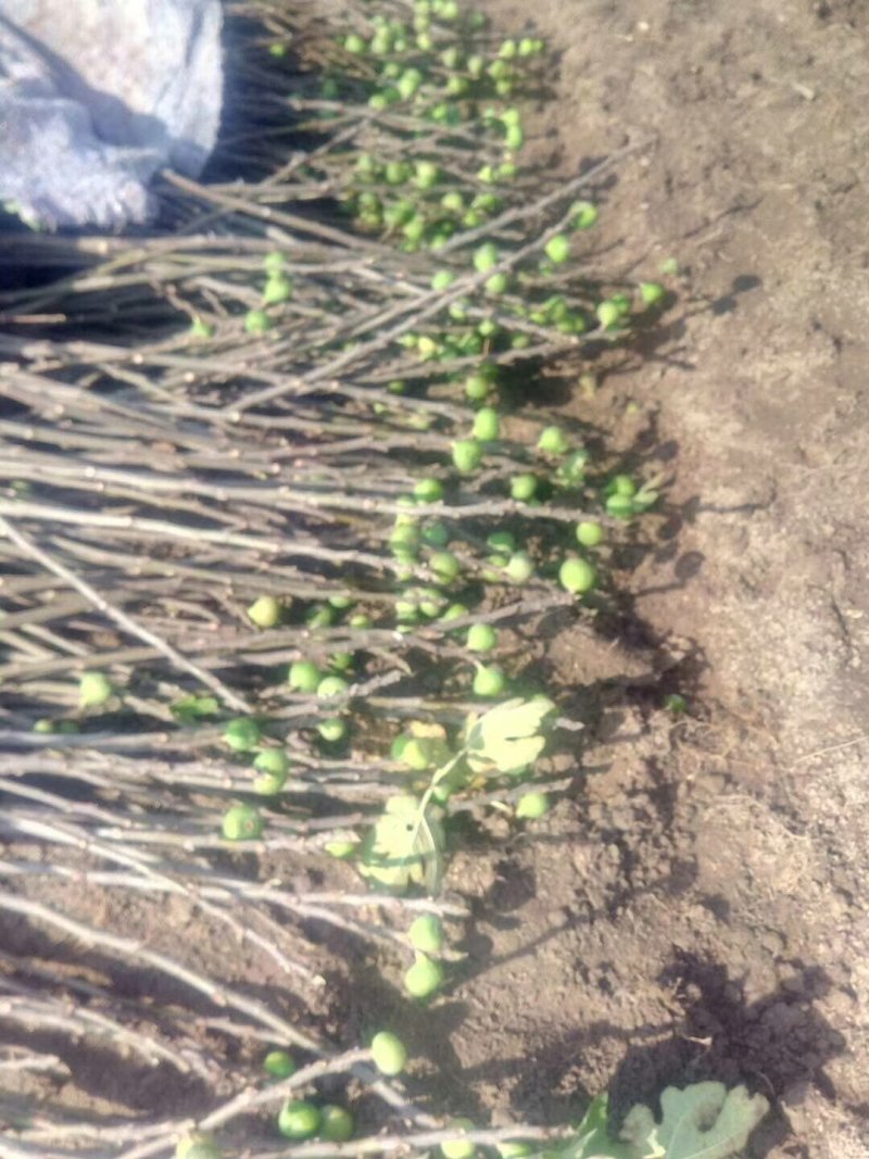 无花果苗波姬红无花果苗南北种植基地精选精心育苗