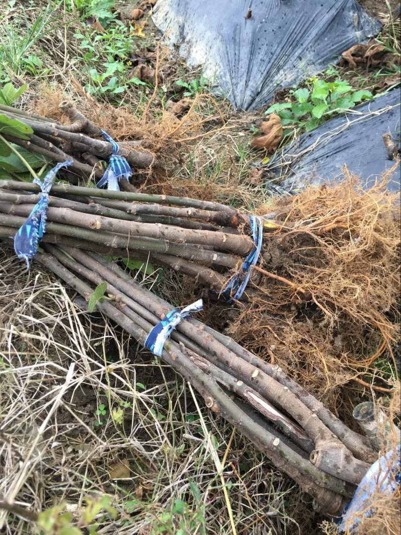无花果苗波姬红无花果苗南北种植基地精选精心育苗