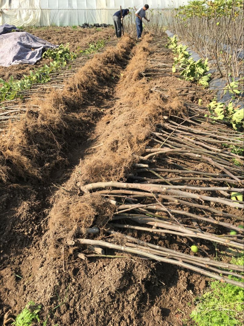 无花果苗波姬红无花果苗南北种植基地精选精心育苗