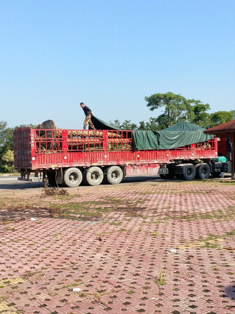 7米银海枣装车