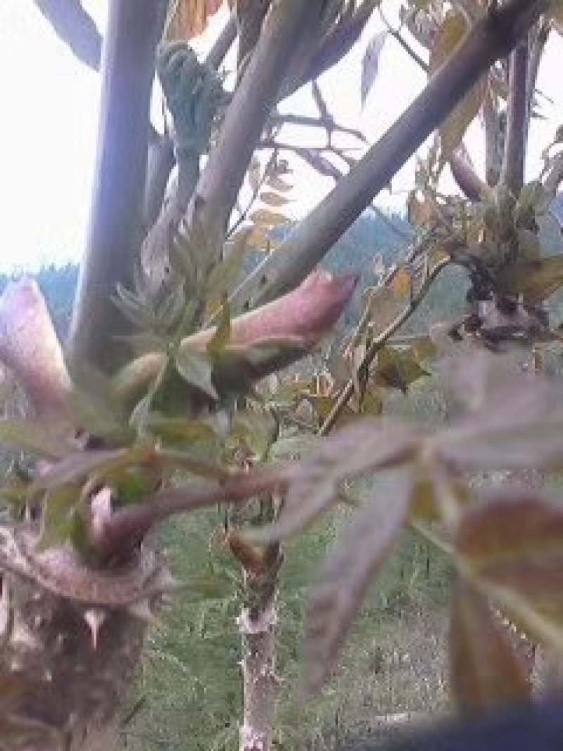 刺嫩芽种子刺脑包种子乌龙头种子已经催芽实验完成