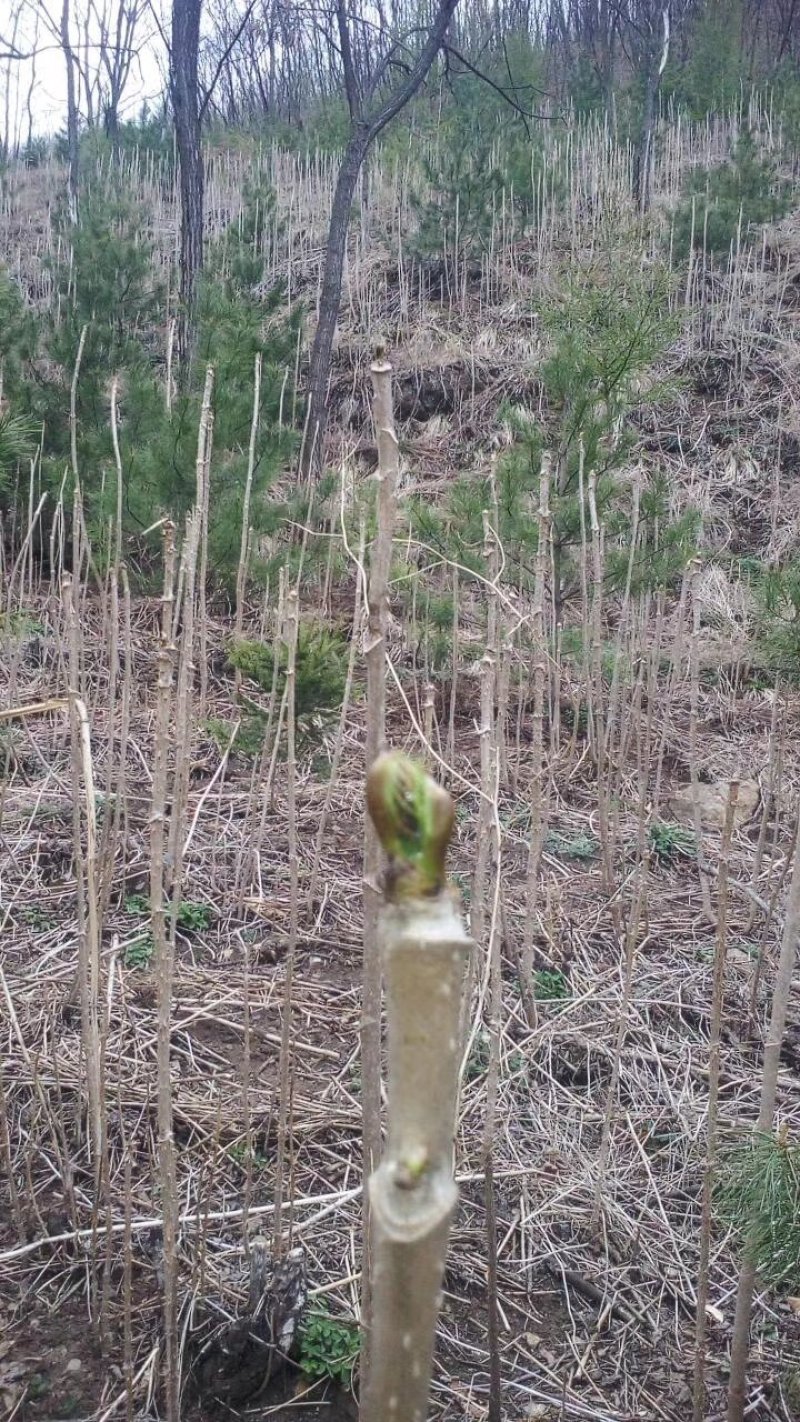 刺嫩芽种子刺脑包种子乌龙头种子已经催芽实验完成