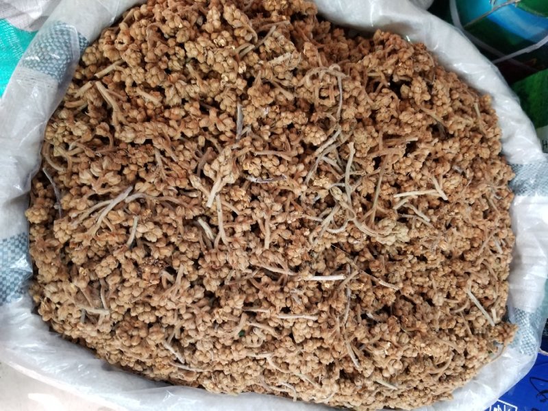 枇杷花枇杷花茶今年新晒枇杷花漂亮枇杷花