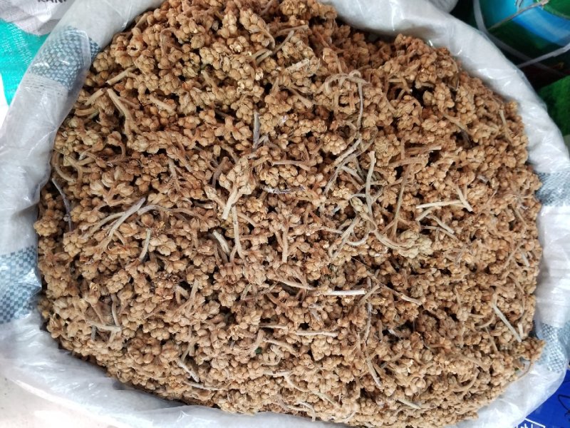 枇杷花枇杷花茶今年新晒枇杷花漂亮枇杷花